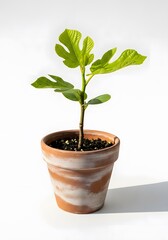 Young green fig tree plant in small terracotta pot isolated on white background gardening and home decor concept