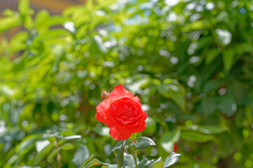 red rose in garden, green background