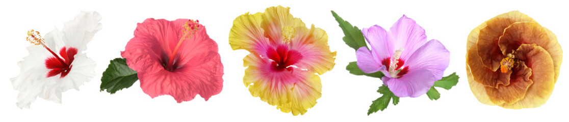 Different hibiscus flowers isolated on white, set