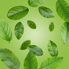 Citrus leaves swirling in air against green background