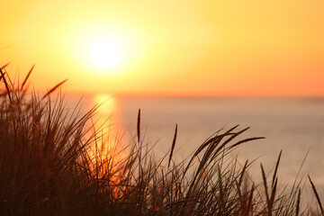 Dunes of Texel, Netherlands, sunrise, peace, warm colors North Sea, Holland, bright lightness