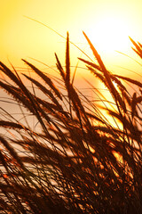 Dunes of Texel in the Netherlands, holidays, leisure Time, sunrise, North Sea, North Holland, free, Peace, quiet, silent, close view of grass