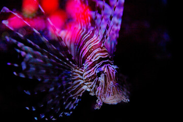 Lionfish in Captivity