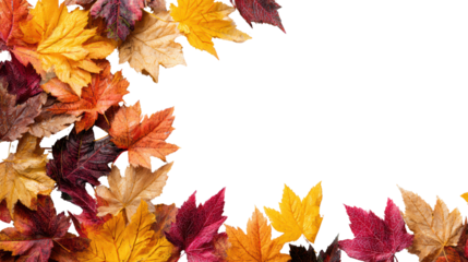Colorful autumn leaves arranged in a beautiful composition against a white isolate background.