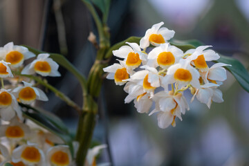 Dendrobium thyrsiflorum Orchid