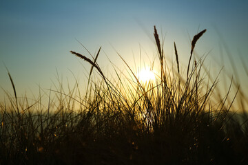 Dunes of Texel in the Netherlands, holidays, leisure Time, sunrise, North Sea, North Holland, free, Peace, quiet, silent, sun behind the grass