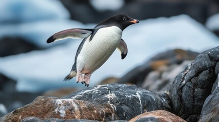 Fototapeta premium Adelie penguin leaping across rocky terrain in antarctica on a cold, clear day with snowy background