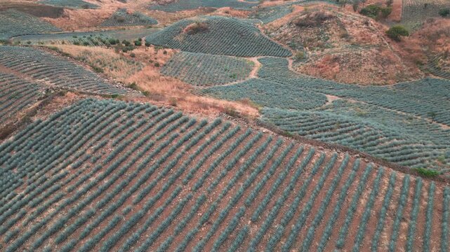 Aerial image of an agave field in Tequila, Jalisco. The drone flies over the field offering us a panoramic view of the agave landscape that is protected by UNESCO can see the Tequila volcano too
