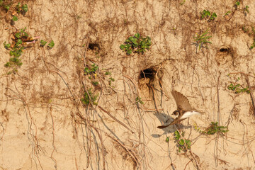 bottom right, Swallow, wall, breed, brood care, breeding cave, approach