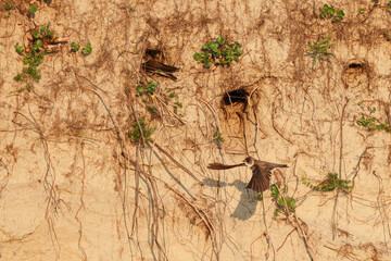 Raising the young, Swallow, wall, breed, brood care, breeding cave, approach