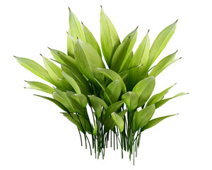 Green leaves plant bush tropical forest isolated