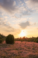 Fototapeta premium Lüneburgerheide, purple, heather, heather plants, nature reserve,portrait format