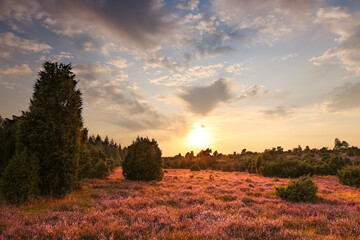 Lüneburgerheide, landscape, sunset, purple, heather, heather plants, nature reserve