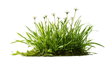 Green grass with white daisies isolated on a white background.