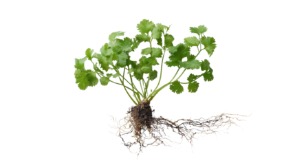 Herbaceous plant with green leaves and roots, white isolate background.