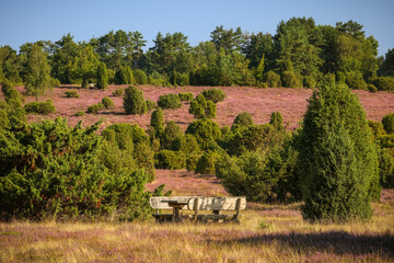 Lüneburgerheide, seating group with tableHeather plants, nature reserve, Landscape and Countryside, purple, northern Germany, late summer