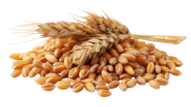 Abundance of Wheat Grains and Stalks Isolated