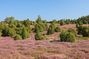 Lüneburgerheide, heather plants to the horizon, Heather plants, nature reserve, Landscape and...