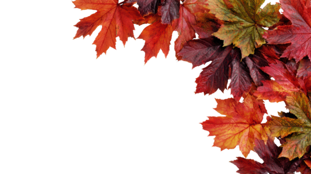 Vibrant autumn leaves in various shades of red, orange, and yellow, arranged in a natural composition.