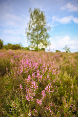 Lüneburgerheide, close up from plant, Heather plants, nature reserve, Landscape and Countryside, purple, northern Germany, late summer