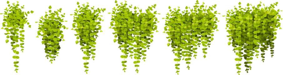 Set of creeper coin loosestrife, nummularia. Isolated cartoon vector moneywort in style of provence. Medicinal and ornamental plant. Vector objects for computer games. © valadzionakvolha