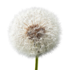Fototapeta premium Close-up of a dandelion seed head (8)