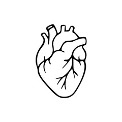 anatomical heart outline vector