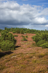 Lüneburgerheide, seating, Heather plants, nature reserve, Landscape and Countryside, purple, northern Germany, late summer, portrait format