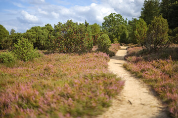 Lüneburgerheide, sharp at the back, Heather plants, nature reserve, Landscape and Countryside, purple, northern Germany, late summer