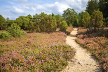 Fototapeta premium Lüneburgerheide, sharp at the front, curves, Heather plants, nature reserve, Landscape and Countryside, purple, northern Germany, late summer