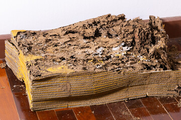 Stack of corrugated paper eaten by termite