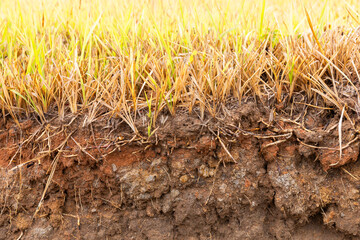Soil layer in field