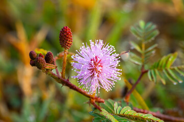 Mimosa pudica plant