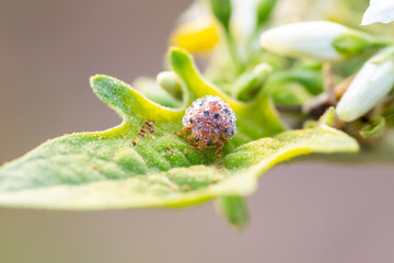 A beetle on leaf