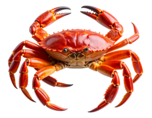  “Side View of a Live Red Crab Crawling Forward”.