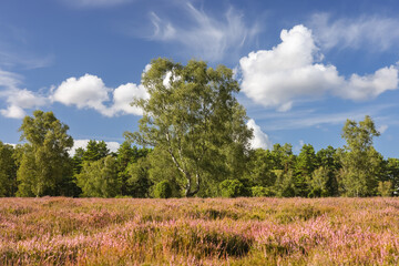 Obraz premium Lüneburgerheide, horizon, clouds, Heather plants, nature reserve, Landscape and Countryside, purple, northern Germany, late summer