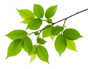 Green Tree Branch with Fresh Leaves Curved Gently &ndash; Transparent and White Background PNG.