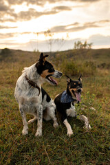 Cachorros na natureza