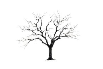 Obraz premium black dead tree isolated on white or transparent png 