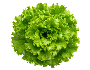 Top View of a Fresh Green Leaf Lettuce Head, Transparent PNG Cutout.