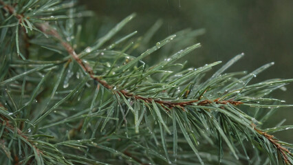 Close-up of pine needles with raindrops