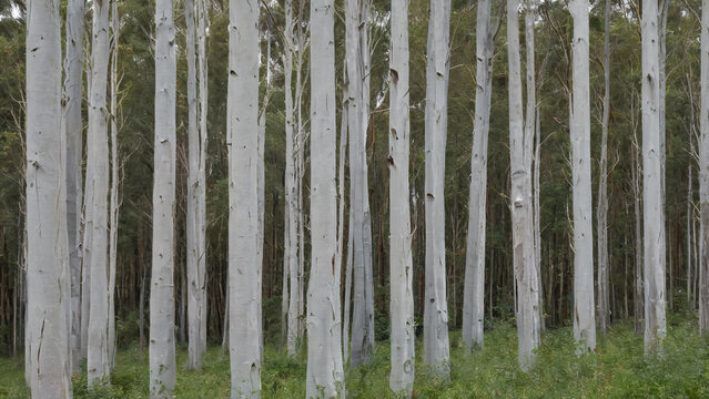 Eucalyptus forest with pale trunks