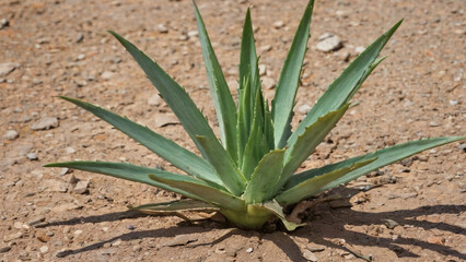 Aloe plant in a dry, cracked patch of earth