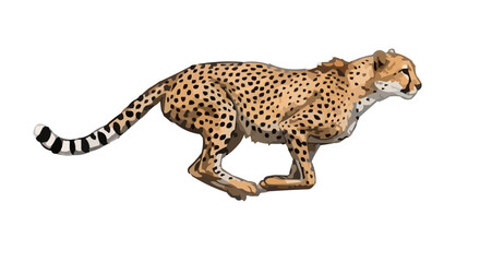 A running cheetah in motion blur style, vector drawing, white backdrop
