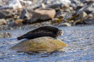 Phoque marbré © rouden