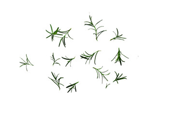 Small Rosemary Branches for Cooking Isolated on Transparent Background
