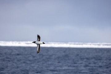 Mergule nain au Svalbard