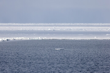 Banquise au Svalbard