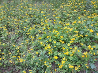 Cluster of Chelidonium majus flowers blooming in the wild