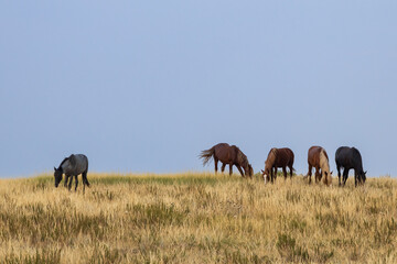 Wild horses at Theodore Roosevelt National Park, North Dakota